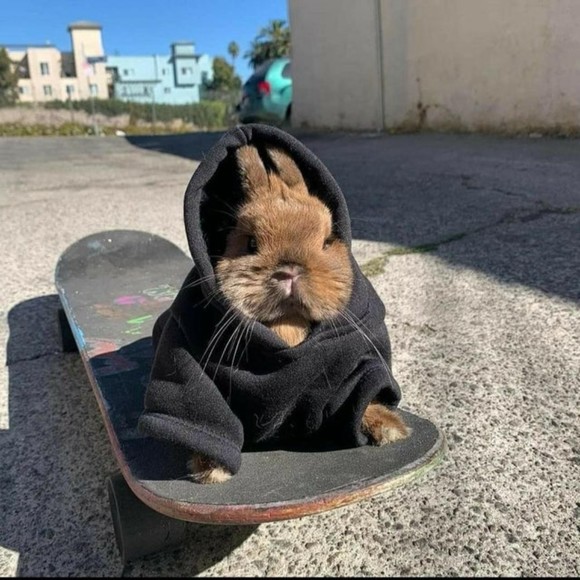 Meet your Posher, Emmett - Picture 1 of 1